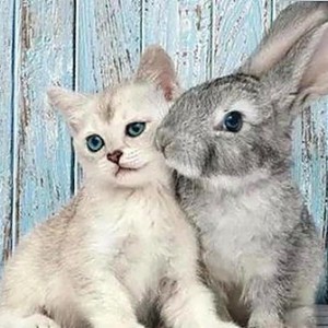 三只羊老板录音门与高管丑闻对比：豪门背后的暗黑江湖