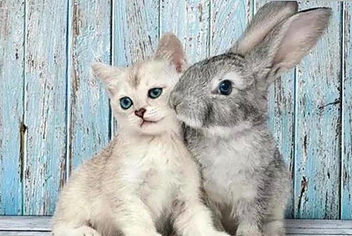 三只羊老板录音门与高管丑闻对比：豪门背后的暗黑江湖